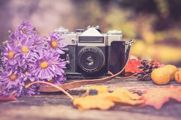old camera on the background of the gifts of autumn: bouquet of lilac autumn asters, maple leaves, pinecone and quince