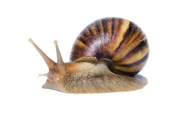 Close up of Snail isolated on white background.