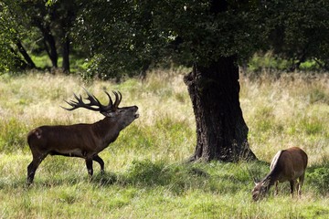 Belling red stag during the rut with grazing hind - red deer in heat - male and female (Cervus elaphus)