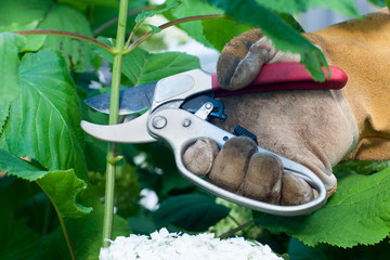 Man's hand cutting brunches with a garden pruner