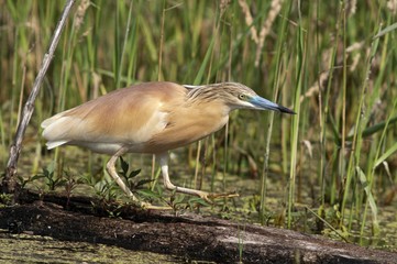 Squacco Heron (Ardeola ralloides), foraging, Lake Kerkini, Greece, Europe
