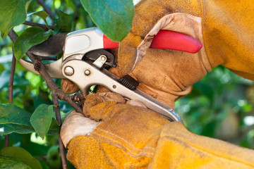 Man's hand cutting brunches with a garden pruner