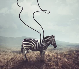 Zelfklevend Fotobehang Zebra en strepen © Kevin Carden