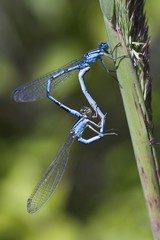 Azure Damselfly (Coenagrion puella) mating