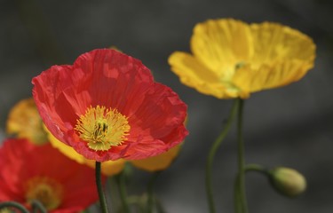 Red and yellow Poppies (Papaver), blossoms