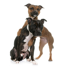 two staffordshire bull terrier