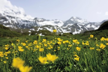Obrazy na Szkle  Łąka polnych kwiatów, Dolina Kaunertal, Tyrol, Austria, Europa