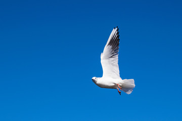 What are you looking at! Seagull in flight
