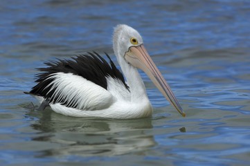 Fototapeta na wymiar Australian Pelican (Pelecanus conspicillatus), Australia, Oceania