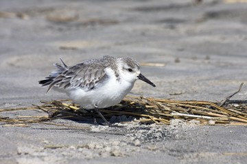 Sanderling (Calidris alba), wading bird on the beach of St. Peter Ording, North Sea Coast, Schleswig-Holstein, Germany, Europe