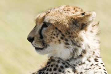 Cheetah (Acinonyx jubatus), Masai Mara National Reserve, Kenya, Africa