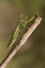 Praying Mantis (Mantis religiosa)
