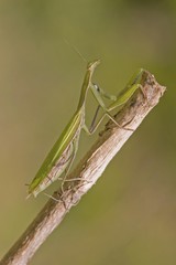 Praying mantis (Mantis religiosa)