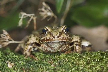 Agile Frog (Rana dalmatina)