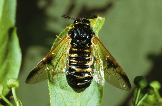 Cluhorned Sawfly (Abia sericea), Cephidae family