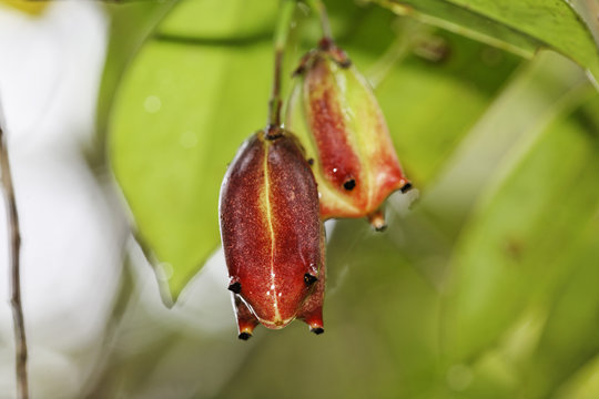 Flower of Clusia gracilis (Clusiaceae) in rainforest, Rara Avis, Costa Rica, Central America