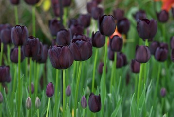 Tulips (Tulipa), Keukenhof, Holland, Netherlands, Europe