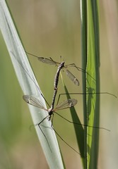 Cranefly, Tipula maxima, pairing