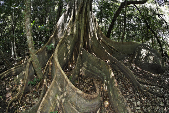 Buttress roots of strangler fig (Ficus subgenus Urostigma), Rincon de la Vieja National Park, Guanacaste, Costa Rica, Central America