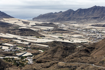 Tomato plantations in Aldea de San Nicolas, Gran Canaria, Spain, Europe
