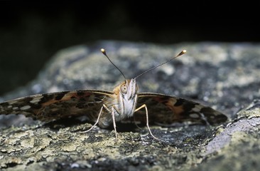 Painted Lady (Cynthia cardui), Switzerland, Europe