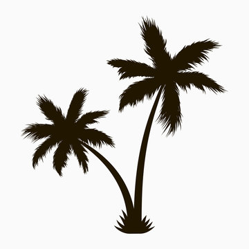 Palm tree silhouette. Realistic tropical plant. Vector illustration.