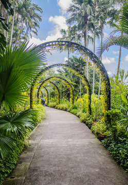 Сингапур. Ботанический сад.