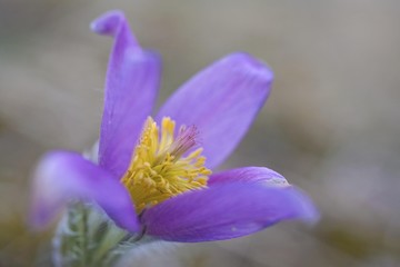 Pasque Flower or Dane's Blood (Pulsatilla vulgaris), blossoms