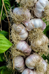 organic natural fresh dried ripe garlic