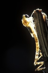 Development of a damslefly (Lestes sp.), series, Nr.3