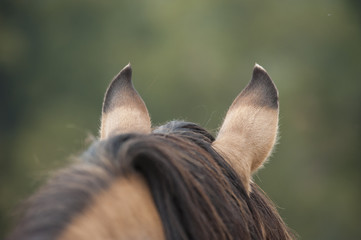 Kiger Mustang horse alert ears from behind