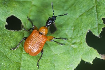 Hazel Leaf-roller (Apoderus coryli) on a leaf