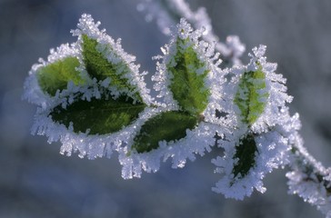 White frost crystals on a Wild Privet (Ligustrum vulgare)