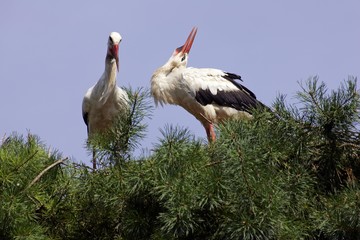 White stork - a pair of white storks nesting in a tree (Ciconia ciconia)