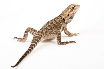 Naklejka premium Bearded Dragon (Pogona vitticeps)