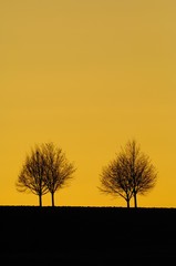 Fototapeta premium Linden or Lime trees (Tilia) set against an evening sky