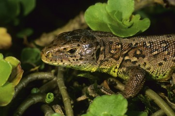 Sand Lizard (Lacerta agilis), female