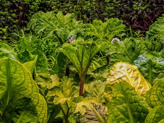 Gunnera