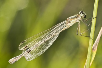 Common Blue Damselfly (Enallagma cyathigerum), female