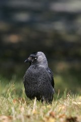 Jackdaw - portrait (Corvus monedula)