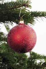Red Christmas ball ornament hanging from the branch of a Christmas tree