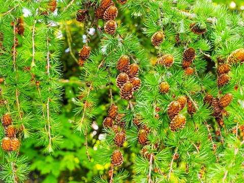 Pine