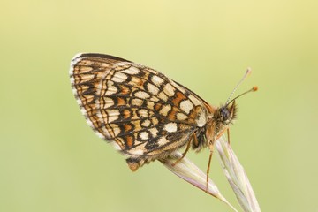 Heath Fritillary (Melitaea athalia)