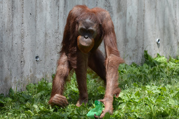 Orangutan