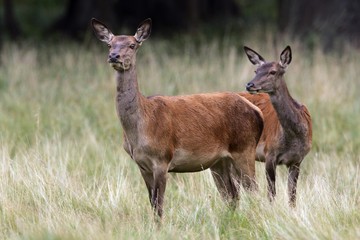 Watchful female red deers during the rut - hinds (Cervus elaphus)
