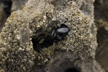 Mejillones en roca de mar