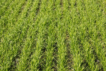 Cultivation of winter crops.