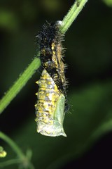 Small Tortoiseshell (Aglais urticae), Eruca pupating