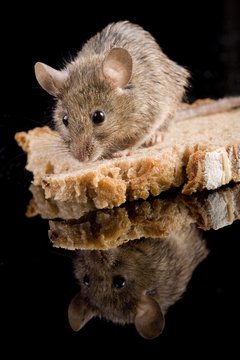 House mouse (mus musculus) with bred