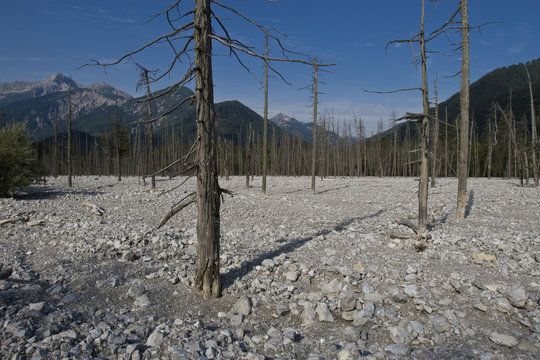 Dead forest, Friedergries, Garmisch-Partenkirchen, Bavaria, Germany, Europe